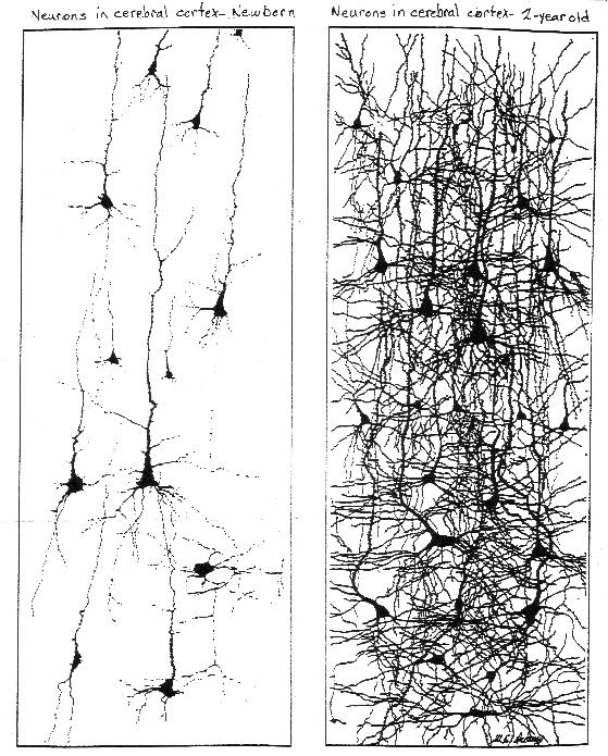 Groei van neurale netwerk