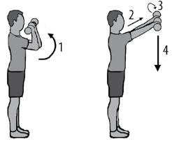 Voer de oefening uit terwijl u staat of loop op uw hakken. Gebruik een theraband (elastische band). Armspieren Neem in iedere hand een gewichtje. Buig uw ellebogen.