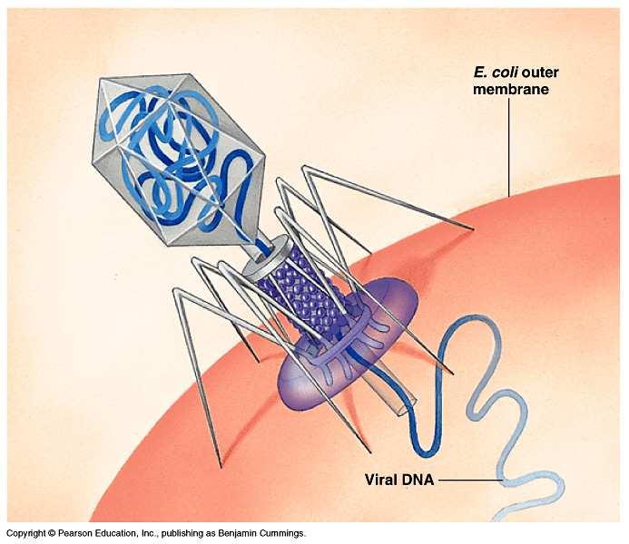 Genetics of Viruses