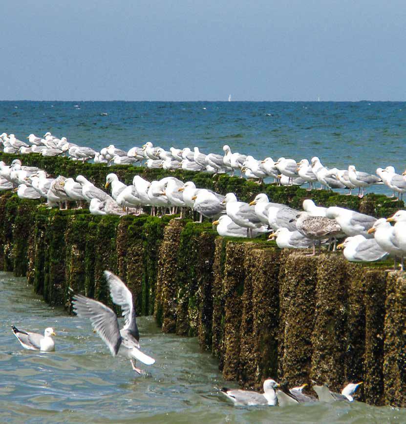 Systeemanalyse natuur Schelde-estuarium GEZAMENLIJK FEITENONDERZOEK