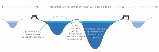 Figuur 11 Verstarring: de vorm en ligging van geulen, platen, slikken en schorren verandert steeds minder in de loop van de tijd Huidige situatie en trend Zowel in de Westerschelde als in de