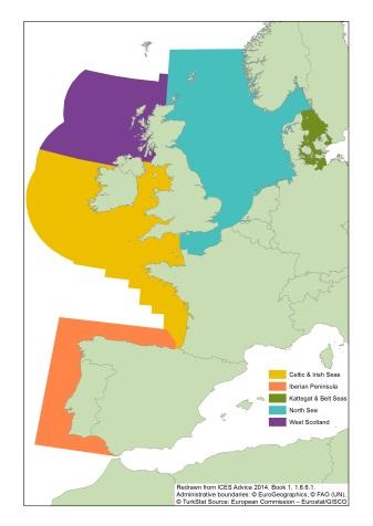 Bruinvissen komen, na decennia van afwezigheid, weer algemeen voor in de zuidelijke Noordzee, inclusief in Belgische wateren. Seizoenaal kunnen er relatief hoge dichtheden aangetroffen worden.