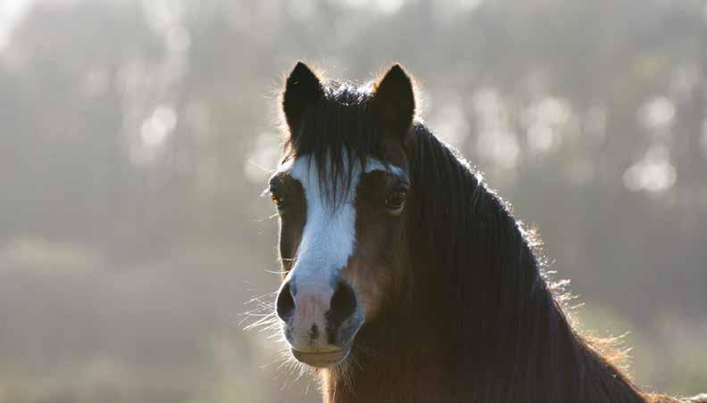 Kies het beste voor jouw paard Met de verzekeringen van EFO kun je zorgeloos van jouw paard blijven genieten. Wij bieden je de mogelijkheid om jouw paard op maat te verzekeren.