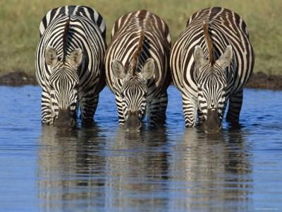 Je lichaam vertelt vanzelf wanneer je water nodig hebt. Water geeft leven Deze zebra s hebben dorst Je krijgt dan dorst.