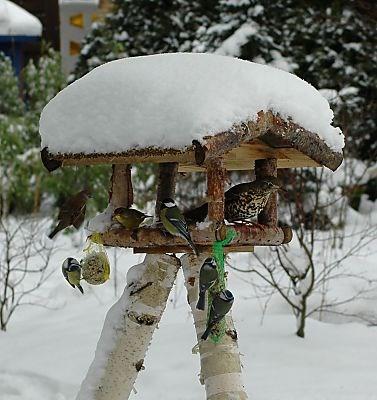 De tuin In de tuin ligt sneeuw. Er hipt een merel rond.