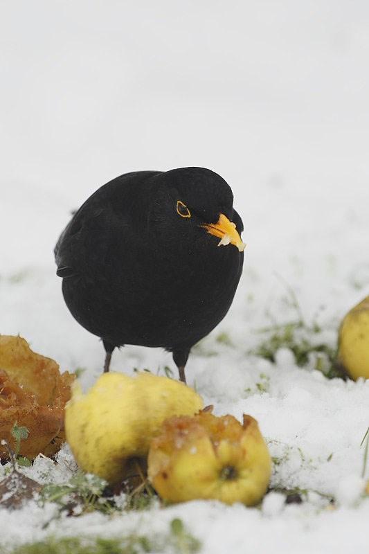 Zaadjes en kruimels liggen eronder.