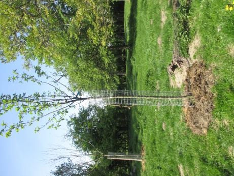 De boomspiegel of het grondoppervlak onder de kroon van pas geplante en jongere fruitbomen wordt best afgedekt met organisch materiaal (compost, grasmaaisel, stalmest, Op deze manier verminderen we