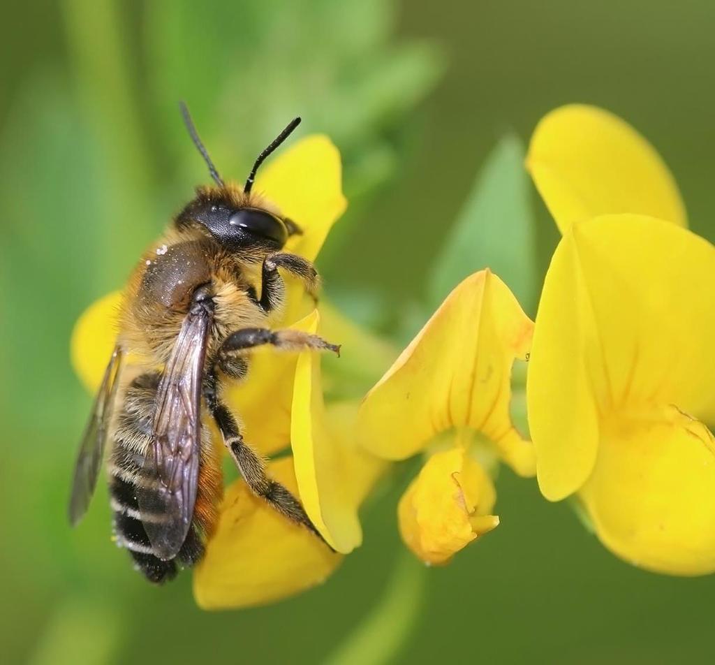 Wat weten we? Totaal 201 bijensoorten Actueel 167 soorten 34 soorten verdwenen! Afname 17% De Friese bijenfauna Wat weten we niet? Welke bedreigde bijensoorten? In welke gebieden?