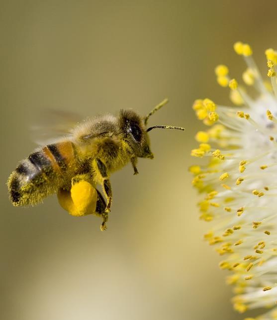 Introductie Bijen TAXONOMIE Hymenoptera Vliesvleugeligen