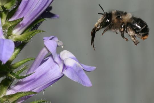 Relatie nectardiepte Langtongig