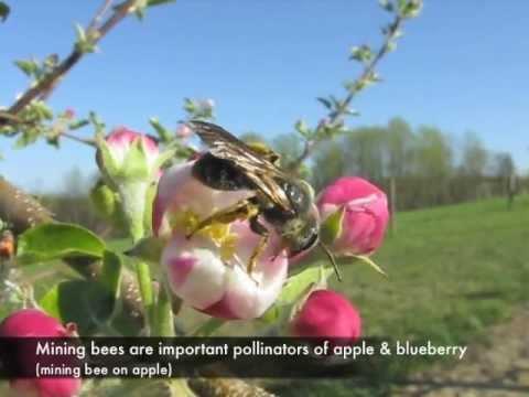 VOEDSEL & BESTUIVING Bijen en