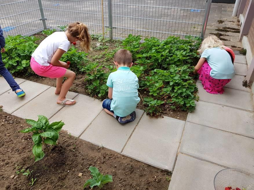 Aardbeien plukken én aardbeien smullen op De Bolster! Vitamine B-FIT! Woensdag 5 juni 2019.