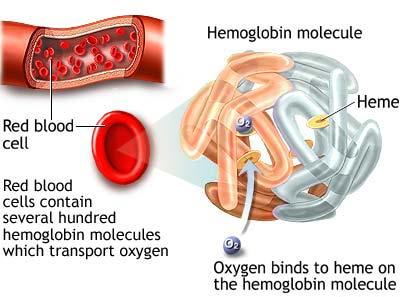 hemoglobine Fe 2+ 1 mmol Hb bevat 56
