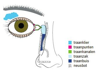 INLEIDING Kleine klieren van het slijmvlies en van de ooglidranden produceren traanvocht. Het traanvocht zorgt ervoor dat de buitenkant van ons oog wordt beschermd voor uitdroging.