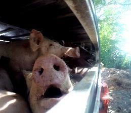In de meeste hokken hebben de varkens voldoende ruimte, maar in sommige hokken vinden we de belading te hoog. Niet alle varkens kunnen comfortabel tegelijkertijd liggen.