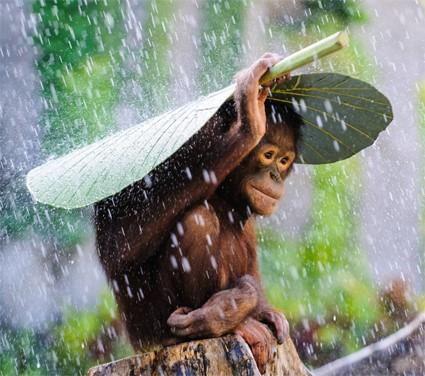 7. De orang-oetan Orang-oetans zijn mensapen.