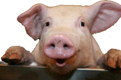 8. Het varken Veel mensen zijn verrast om het varken tussen slimme dieren te zien.