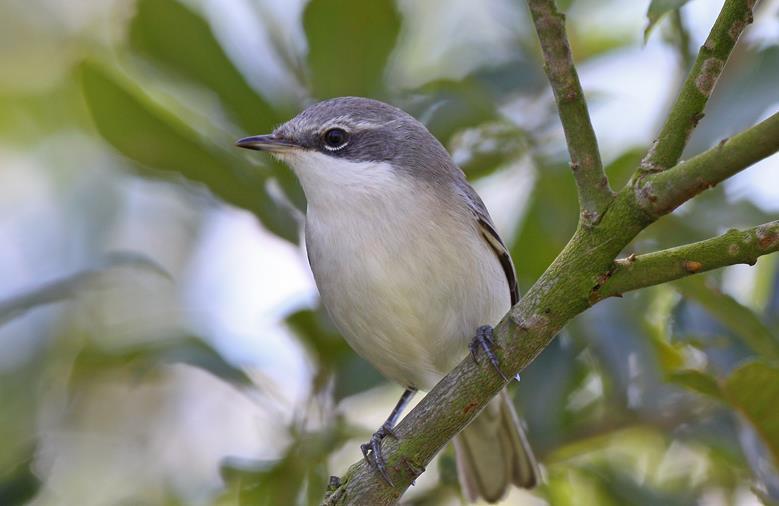 Vogelbevolking heideveld 10 ha Braamsluiper: 2 Habitat: lage verspreid