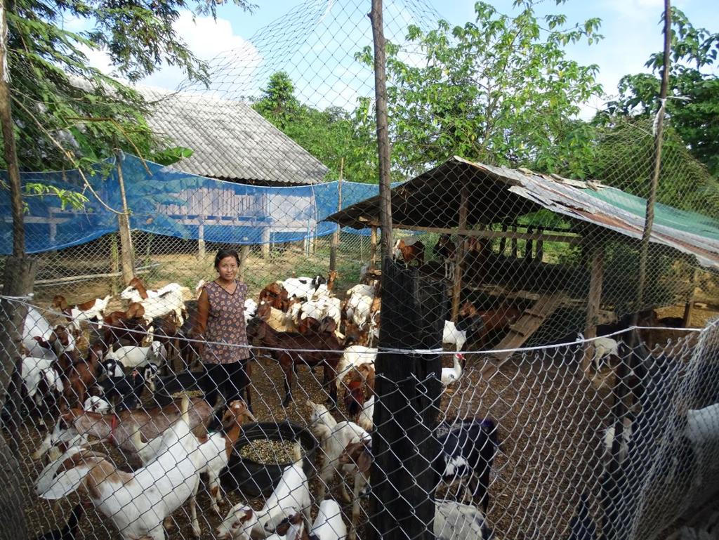 Afdak De geitenfarm die is gestart met geld van Asia Care Foundation heeft een overkapping nodig. Dit om te voorkomen dat overvliegende vogels met hun uitwerpselen de geiten ziek maken.