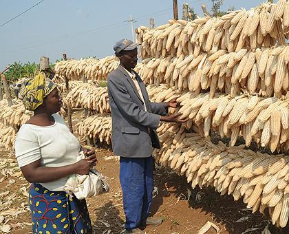 Maïs Cassava Soja