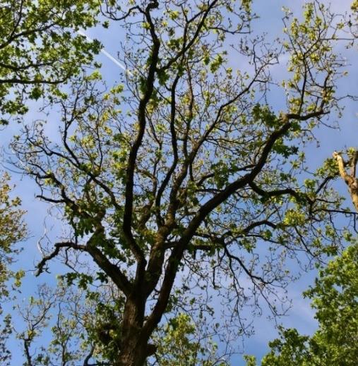 Karakteristieken van de locaties Groei Het grondvlak (som van de oppervlakten van doorsnedes van alle bomen) en de