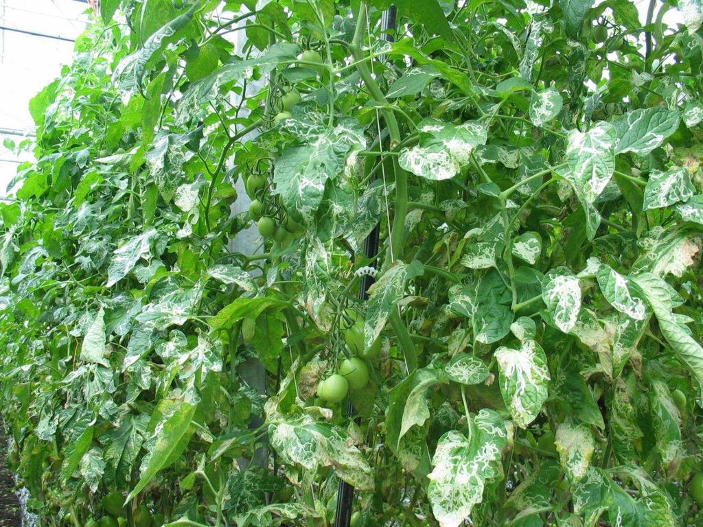 Tomato leaf miner