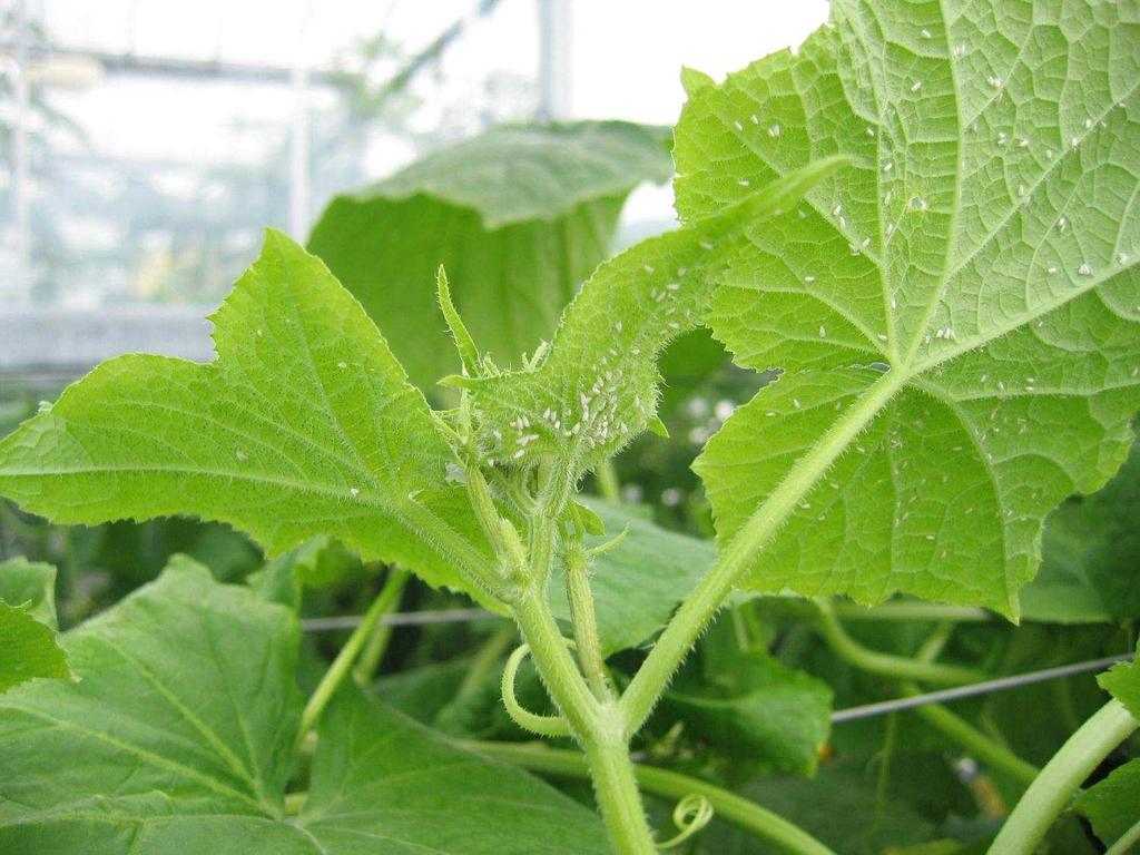 Greenhouse whitefly,