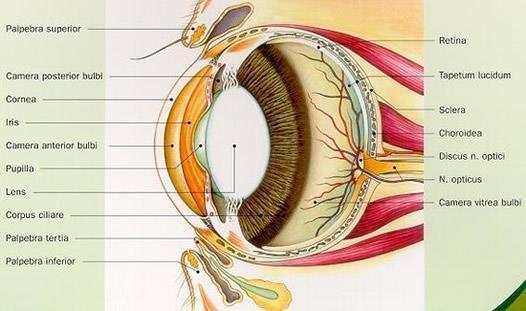 lensluxatie bij dieren inleiding De lens bevindt zich achter de iris en wordt door een vliesje volledig omkapseld (lenskapsel).