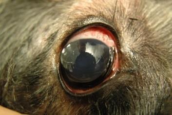 Een tibetaanse terrier met een luxatie van de lens naar de voorste oogkamer Een ander gevolg van de zwakkere ophangbanden is dat de lens iets losser ligt in de holte vooraan in het vitreum