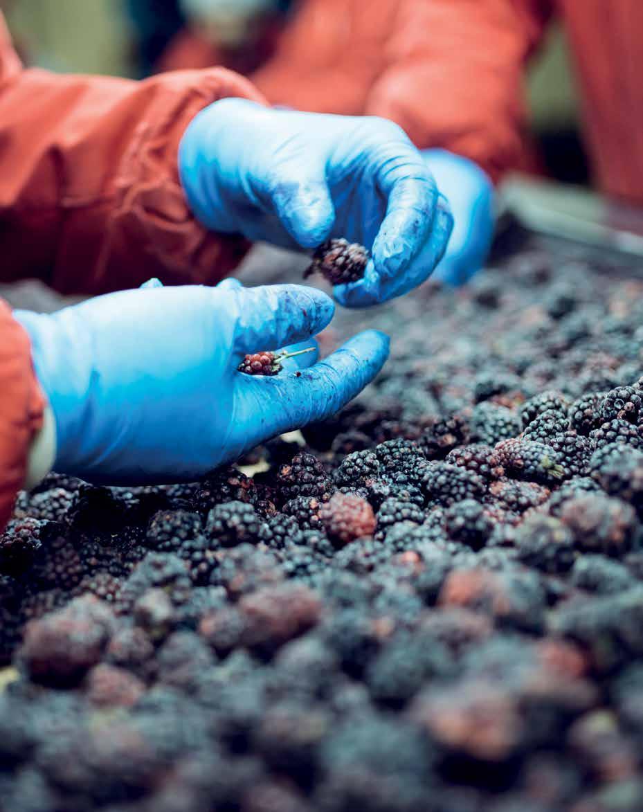 Food als middel punt Midden in het kennishart van FoodValley ligt het Food&Businesspark Ede: dé groene locatie voor voedselproducerende en -verwerkende bedrijven.