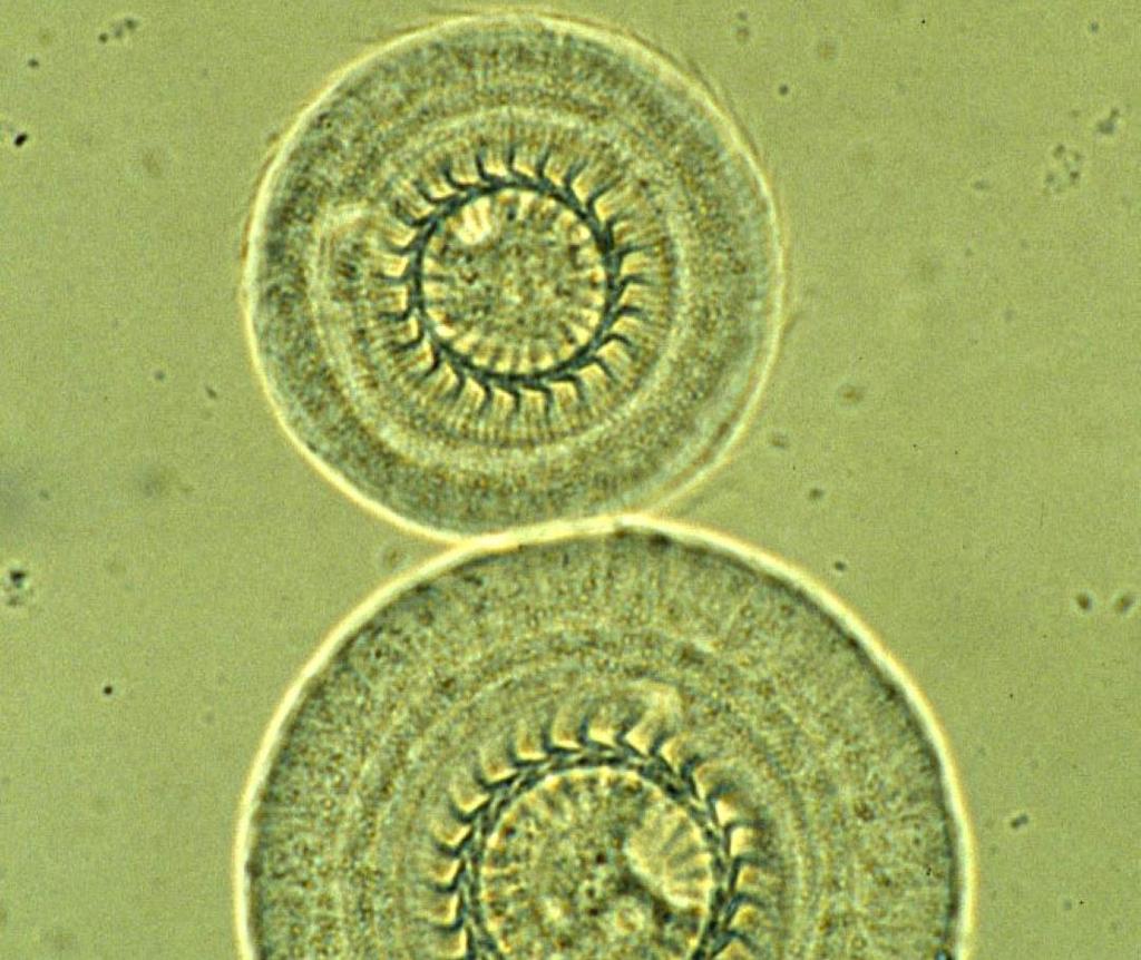 31 Parasieten Eencellige en meercellige parasieten, vooral op de huid en kieuwen.