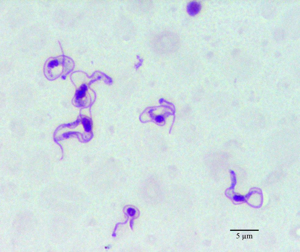 32 Parasieten Eencellige en meercellige parasieten, vooral op de huid en kieuwen.