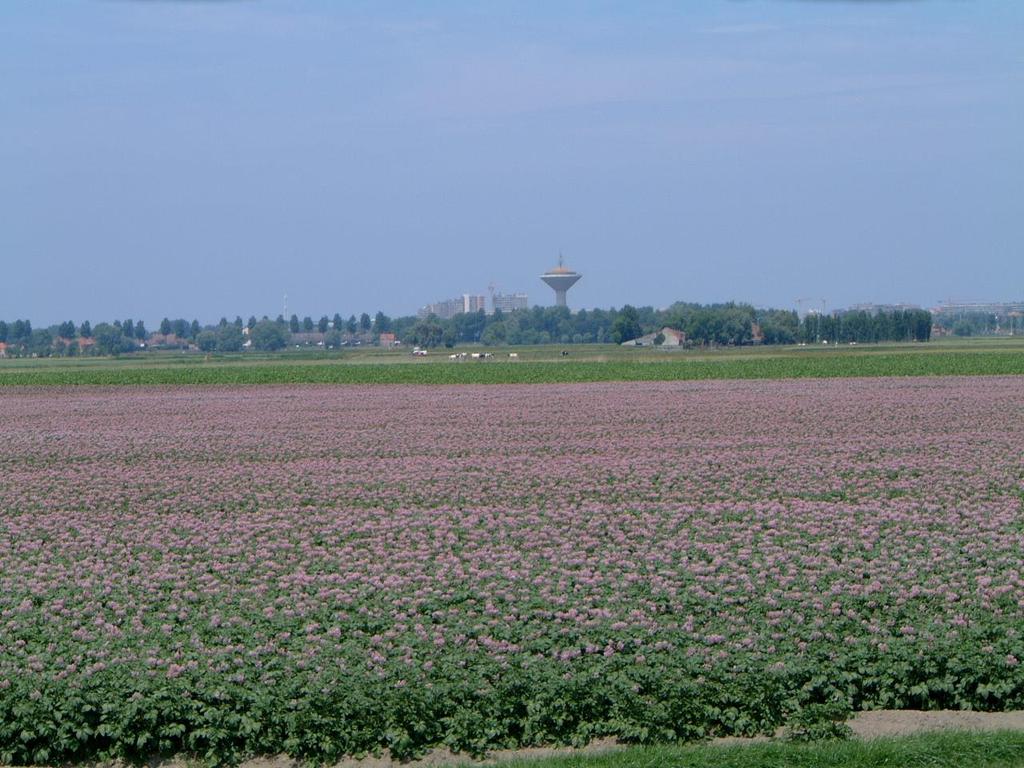 Bacterie in akkerbouw en groenten in vollegrond 40 ste