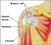 Gleno-humeraal gewricht Endo-