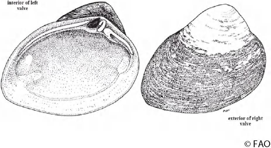 Specifieke kenmerken Belde schelphelften zijn dik en hebben een mln of meer ovale vorm. De buitenzijde van de schelp varieert In kleur van licht bruin tot grijsbruin naar bijna zwart.