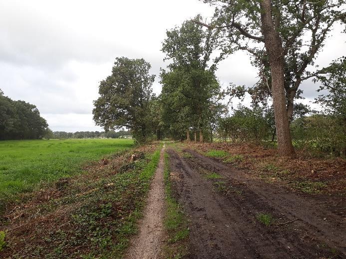 zullen minder vitale bomen of (een klein aantal) bomen die nieuwe aanplant in de weg staan verwijderd worden.