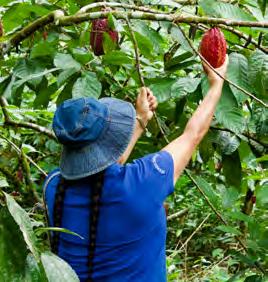 haar groentetuin heeft geoogst. De fruitbomen en de koffieplanten die ook door het project werden verstrekt, leveren nu al additionele inkomsten.