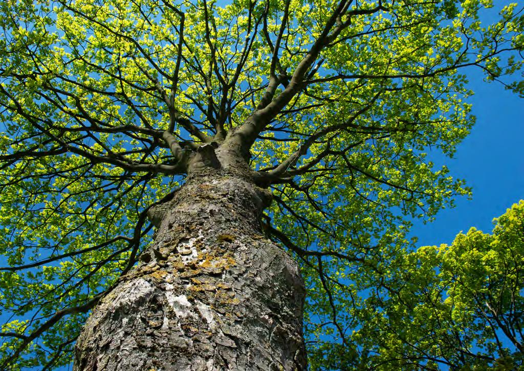 Bomen zijn geen goed doel,