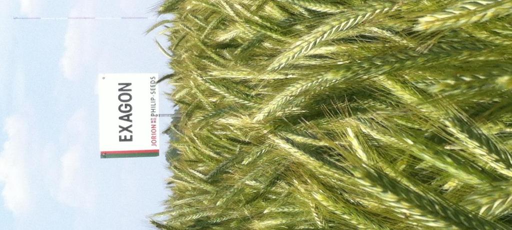 EXAGON De kilotriticale Vroegrijpheid: vroeg half vroeg Strolengte: half lang Legervastheid: goed Koudetolerantie: goed Alternativiteit: half