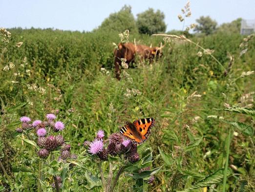 IV. Mogelijkheden binnen het groenbeleid Ecologische groen Ecologisch groen is groen dat natuurgericht beheerd wordt.