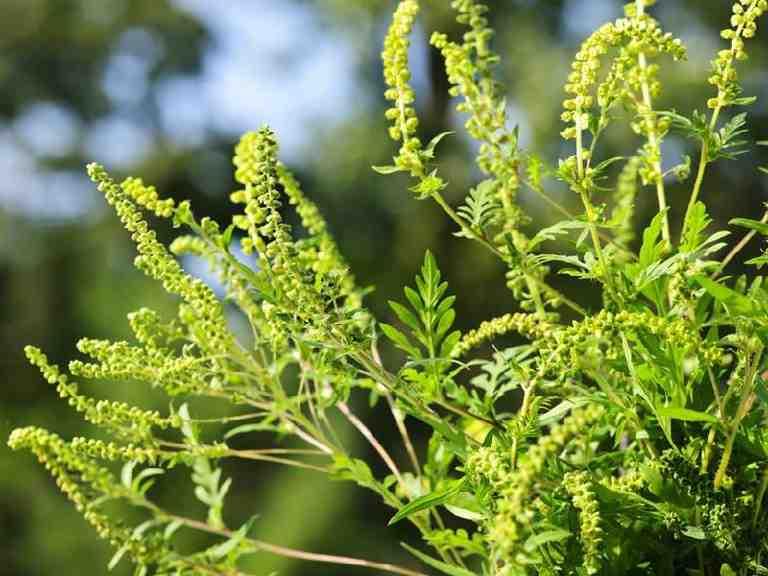 hemelboom - pontische rododendron - amerikaanse vogelkers - eik (amerikaanse)