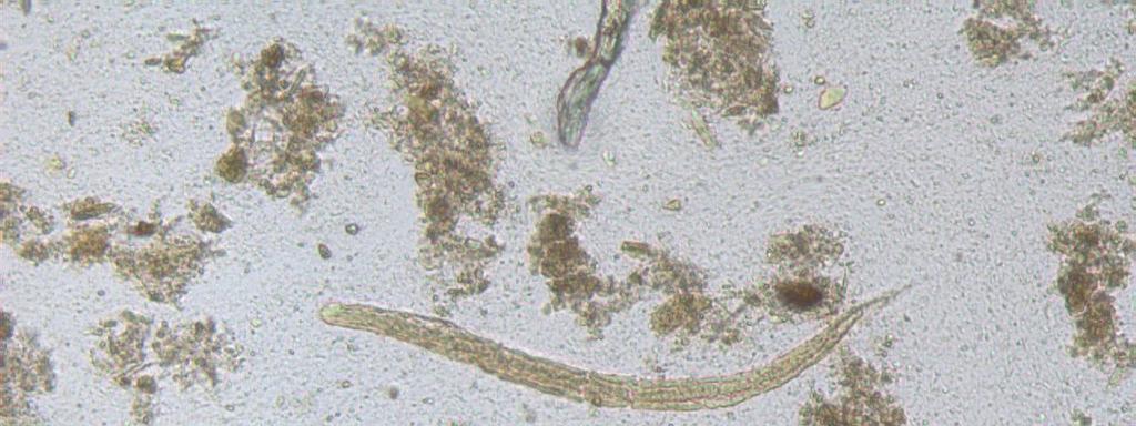 ± 350 x 16 µm Bij slechts een deel van de larven was