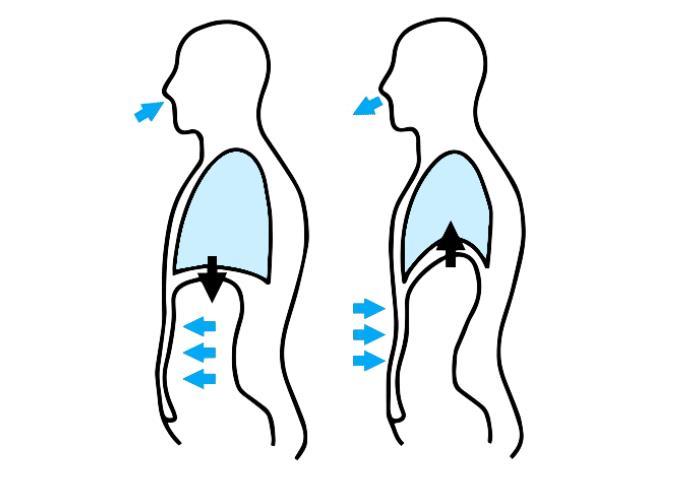 Een goede ademhaling als basis ADEMHALING LAAG - BUIK