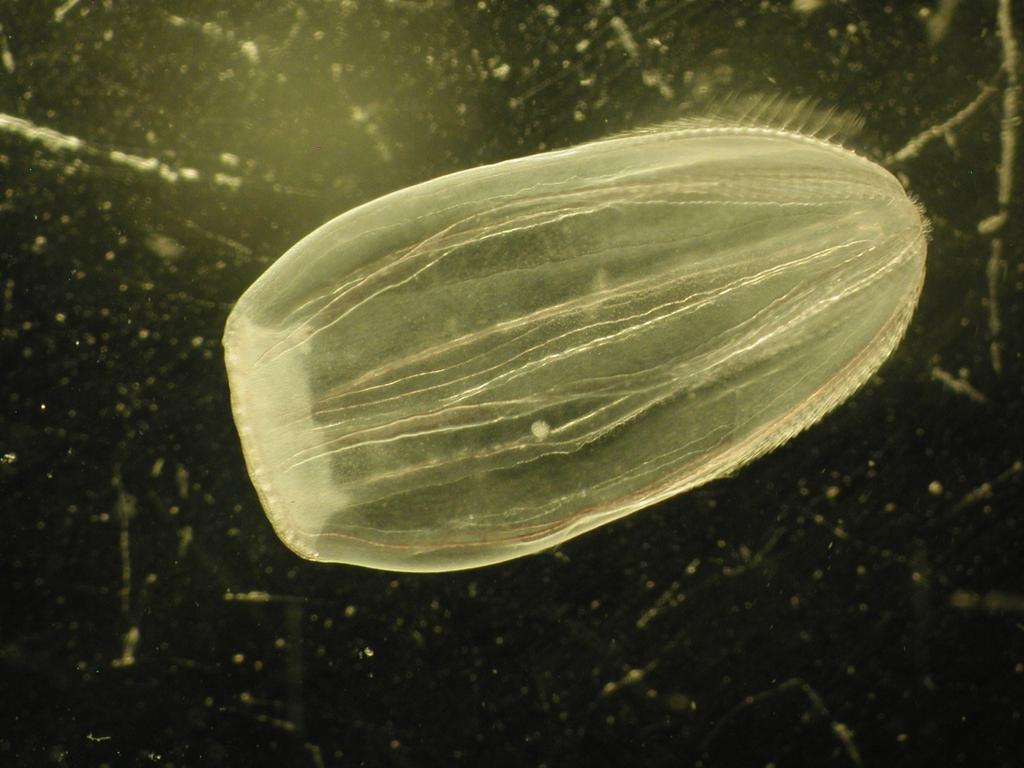 Het meloenkwalletje Beroe cf. gracilis (Foto 2) kwam ook hoofdzakelijk in de Zandkreek voor, en werd slechts enkele malen in het oostelijke deel van het Veerse Meer gevonden.