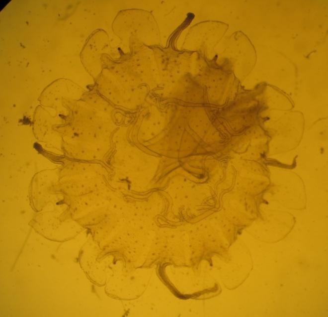 Naast deze algemene soorten zijn nog drie soorten een enkele maal in de netvangsten gevonden. In mei 2010 zijn twee kleine exemplaren van de haarkwal (Cyanea spec.) in het Veerse Meer gevonden.