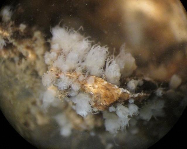 Foto 11. Scyphistoma s van de oorkwal op een Japanse oester (Foto: Bernd van Broekhoven).