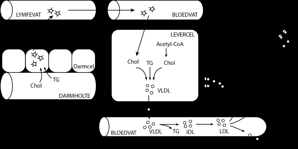 intermediate-density-lipoproteïne-partikels; LDL: low-density-lipoproteïne-partikels; HDL: highdensity-lipoproteïne-partikels; LDL-R: receptor voor LDL-partikels; HDL-R: receptor