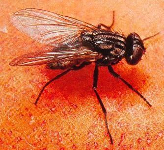 Quick Bayt WG Werkzaamheid bij vliegen Doeltreffendheid bij zuigende insecten -