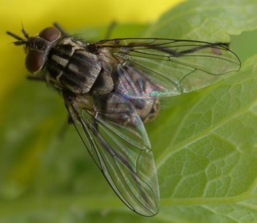 - Drosophila spp Bij bijtende insecten: - Stomoxys spp.
