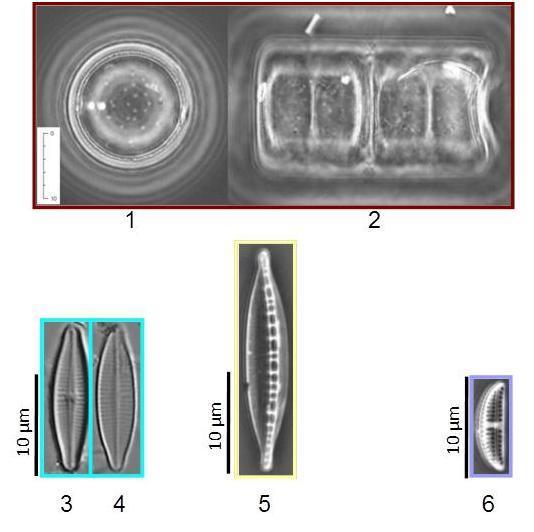 Figuur 7: Foto's van de vier meest differentiërende soorten benthische kiezelalgen (diatomeeën) op de verschillende Rijntrajecten (1-2: Melosira varians valvazijde (1) en pleurazijde (2); 3-4: